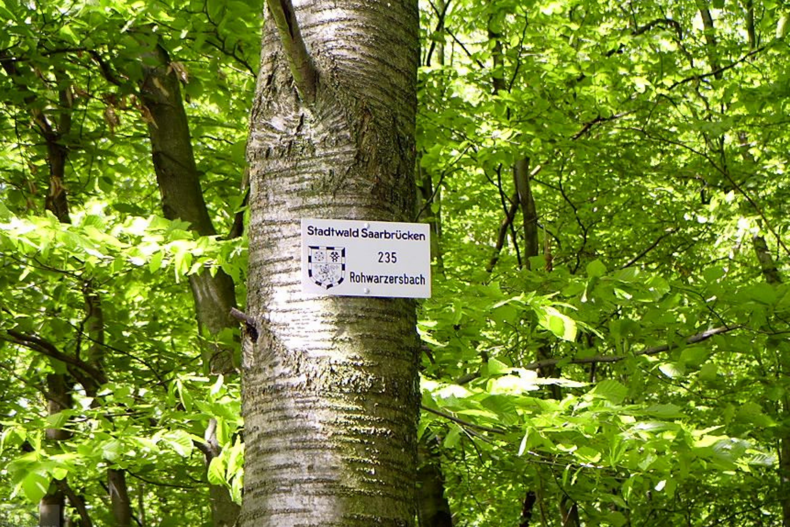 Wald